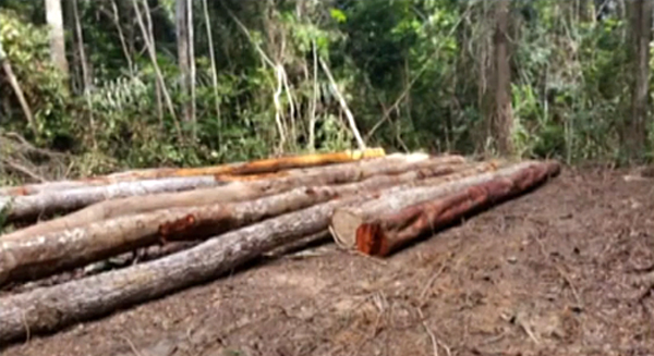 Operação combate extração ilegal de madeira em Paragominas