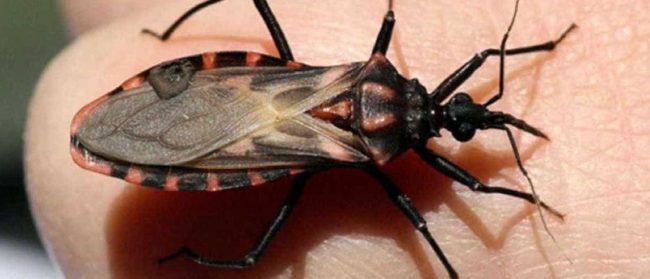 Pará integra esforço internacional de combate à doença de Chagas