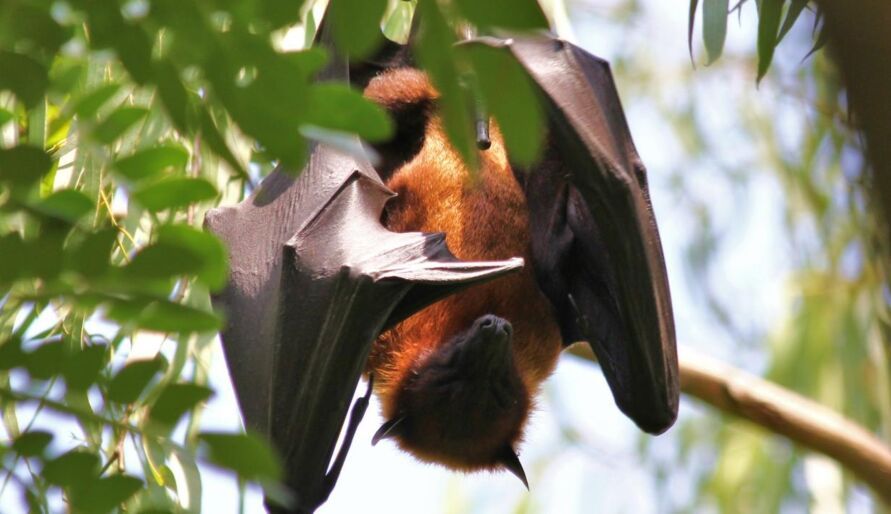 Novo coronavírus está circulando entre morcegos há 70 anos, aponta estudo