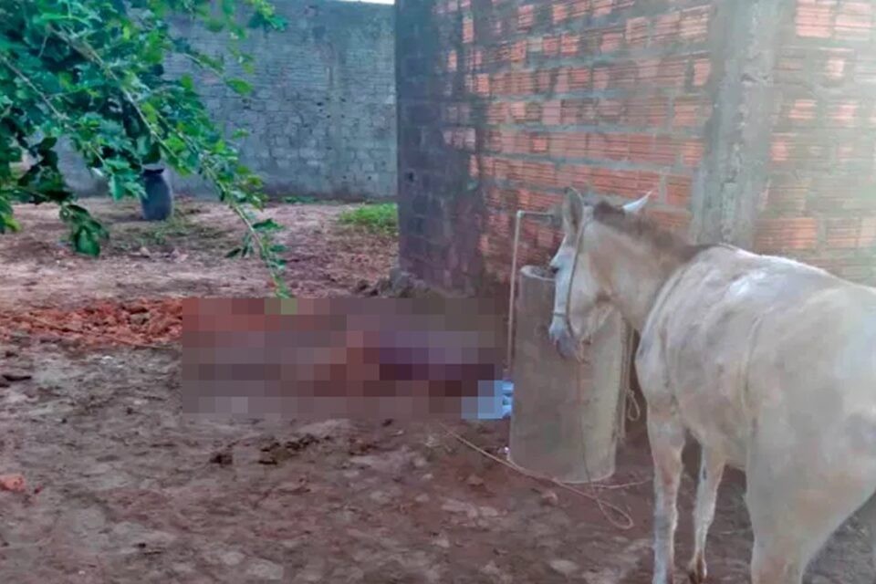 Homem tenta fazer sexo com mula, leva coice e morre no Maranhão