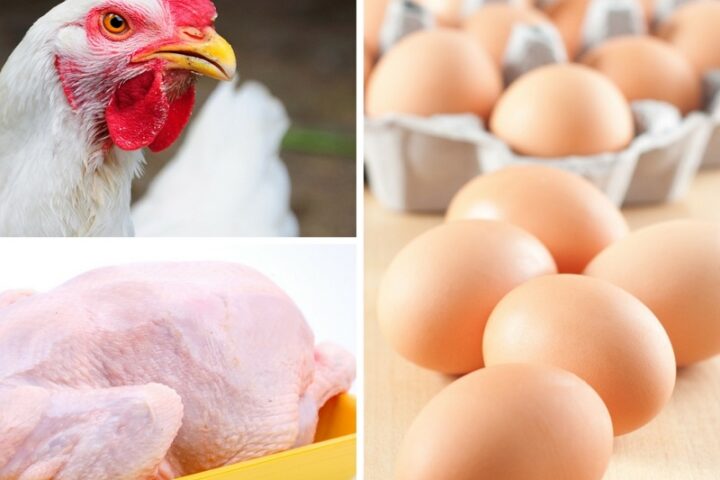 Produtores estimam que ovo, frango e porco fiquem até 50% mais caros
