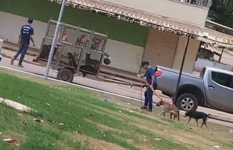 Leishmaniose: Prefeitura de Xinguara explica recolhimento de cães; Igor Normando acompanha o caso