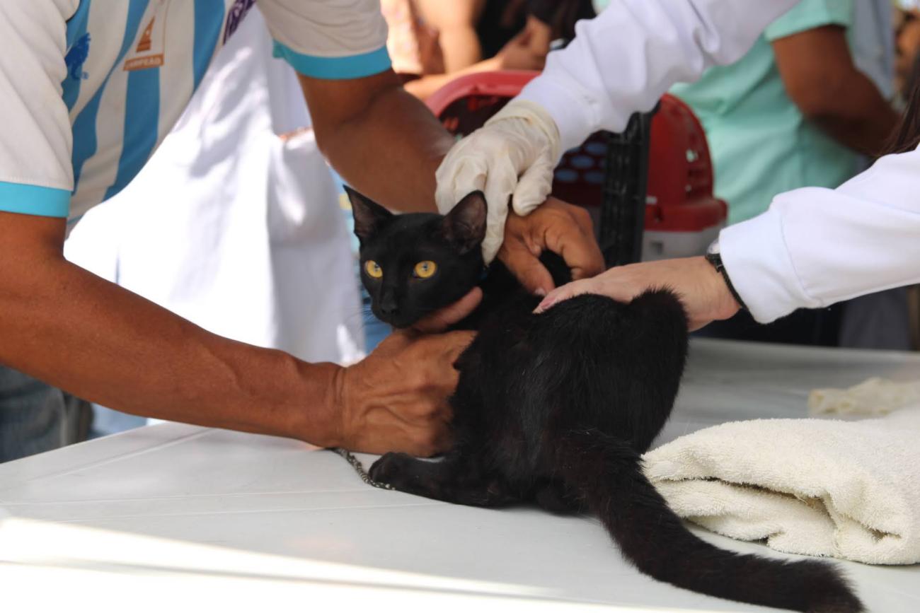 Tucumã terá Dia D da vacinação antirrábica para cães e gatos no dia 7 de outubro